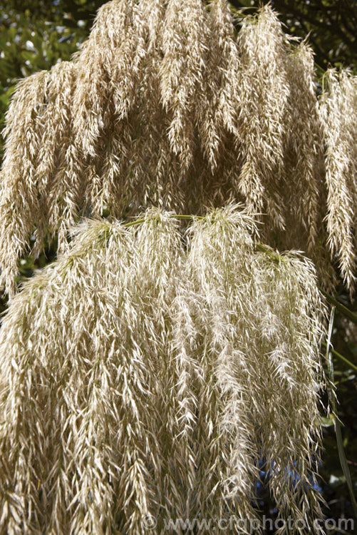 The flowerheads of Toe. Toe (<i>Austroderia richardii [syn. Cortaderia richardii]), a 2-3m tall grass native to New Zealand It is superficially similar to the South American pampas grass (<i>Cortaderia selloana</i>) but has narrower leaves and drooping, less densely packed flower plumes. austroderia-3545htm'>Austroderia. .