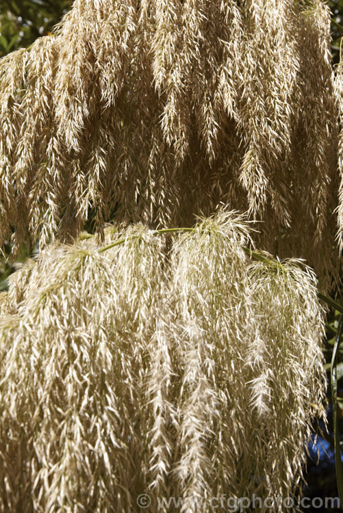 The flowerheads of Toe. Toe (<i>Austroderia richardii [syn. Cortaderia richardii]), a 2-3m tall grass native to New Zealand It is superficially similar to the South American pampas grass (<i>Cortaderia selloana</i>) but has narrower leaves and drooping, less densely packed flower plumes. austroderia-3545htm'>Austroderia. .