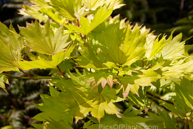 The summer foliage of the Full Moon Maple (<i>Acer shirasawanum</i> 'Aureum' [syn <i>Acer japonicum</i> 'Aureum']), a German-raised cultivar from 1888 with distinctively shaped and coloured foliage x lime green when young turning to yellow. Order Sapindales, Family: Sapindaceae