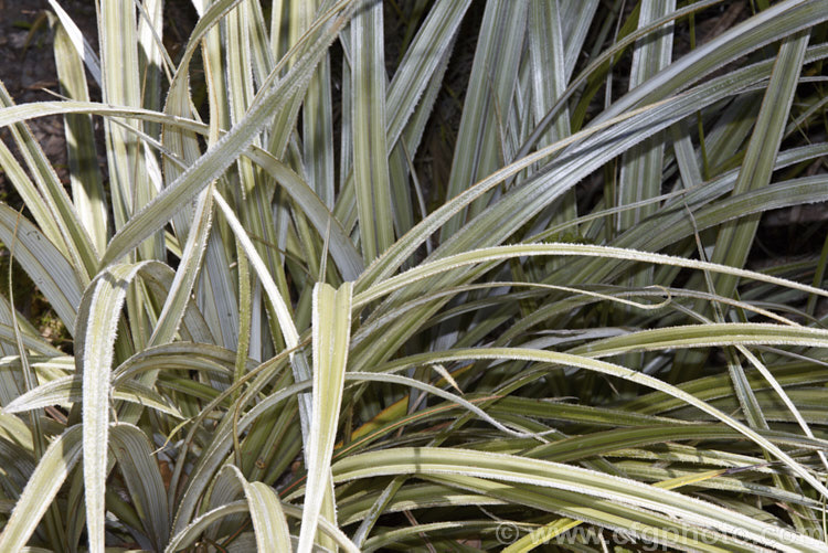 Foliage of the Common Astelia (<i>Astelia nervosa</i>), this evergreen sword-leafed perennial is found naturally over most of New Zealand from low level through to around 1500m. There are separate male and female plants and it could be confused with flax (<i>Phormium spp</i>) when not in flower. astelia-2377htm'>Astelia. <a href='asteliaceae-plant-family-photoshtml'>Asteliaceae</a>.