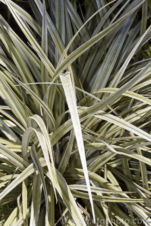 Foliage of the Common Astelia (<i>Astelia nervosa</i>), this evergreen sword-leafed perennial is found naturally over most of New Zealand from low level through to around 1500m. There are separate male and female plants and it could be confused with flax (<i>Phormium spp</i>) when not in flower. astelia-2377htm'>Astelia. <a href='asteliaceae-plant-family-photoshtml'>Asteliaceae</a>.