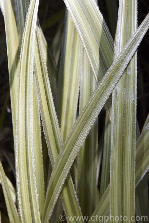 Foliage of the Common Astelia (<i>Astelia nervosa</i>), this evergreen sword-leafed perennial is found naturally over most of New Zealand from low level through to around 1500m. There are separate male and female plants and it could be confused with flax (<i>Phormium spp</i>) when not in flower. astelia-2377htm'>Astelia. <a href='asteliaceae-plant-family-photoshtml'>Asteliaceae</a>.