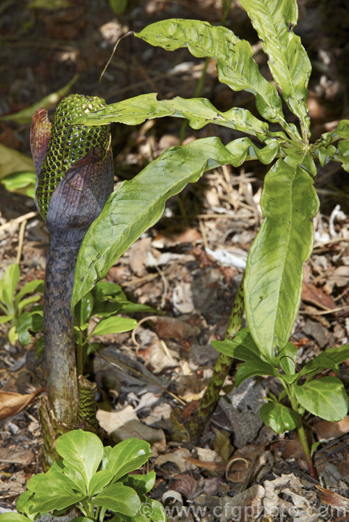 The developing fruiting body of Arisaema exappendiculatum, a late spring- to early summer-flowering, tuberous-rooted, arum family perennial from Japan. It has large, lush leave and the short-lived flowerheads lack a conspicuous spadix. The spathe ranges in colour from pale green to deep reddish purple, with the degree of mottling increasing with the darkness of the spathe. Order: Alismatales, Family: Araceae