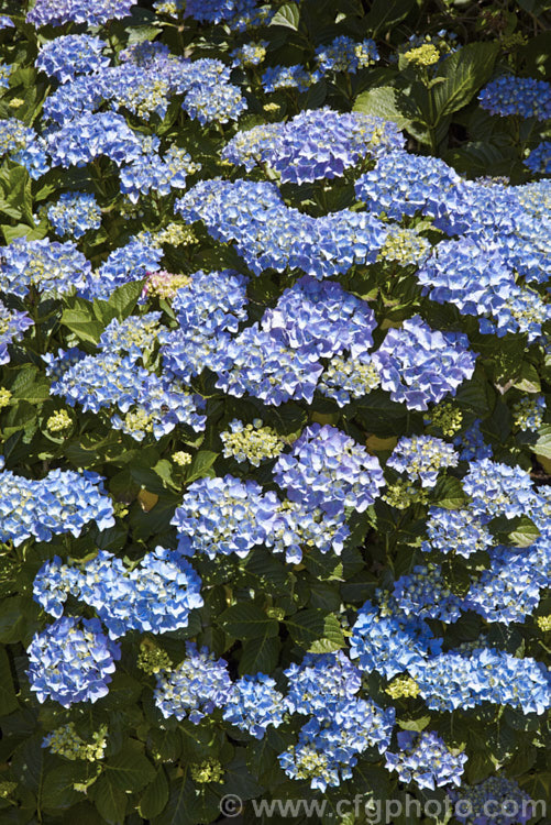 Hydrangea macrophylla 'Blue Diamond', a large-flowered but compact-growing hybrid mophead hydrangea. It grows to around 1m high x 1.2m wide. hydrangea-2128htm'>Hydrangea. <a href='hydrangeaceae-plant-family-photoshtml'>Hydrangeaceae</a>.