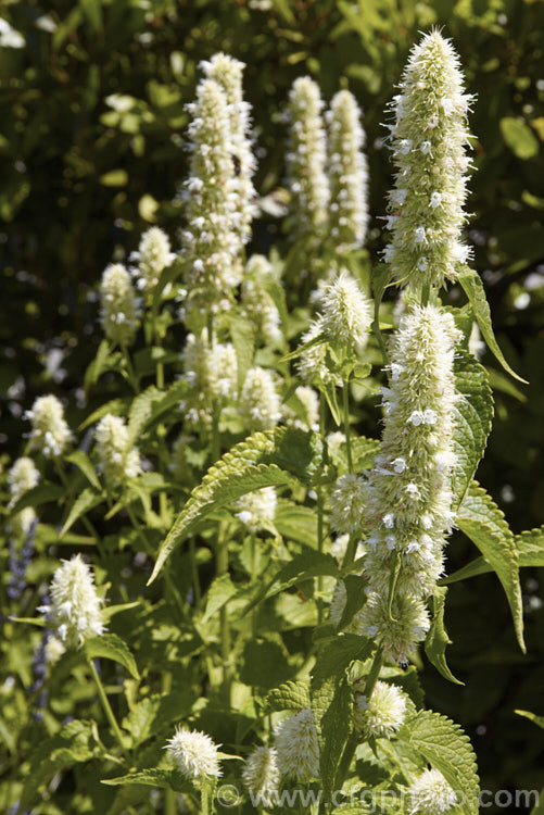 <i>Agastache</i> 'Alabaster' (syn 'Alba'), a white-flowered garden hyssop hybrid It is most likely derived from <i>Agastache foeniculum</i> (syn. <i>Agastache anethiodora</i>), an anise-scented perennial herb mainly grown as an ornamental but is occasionally used in herbal teas and salads, but there may also be some influence from Korean Mint (<i>Agastache rugosa</i>). Order: Lamiales, Family: Lamiaceae