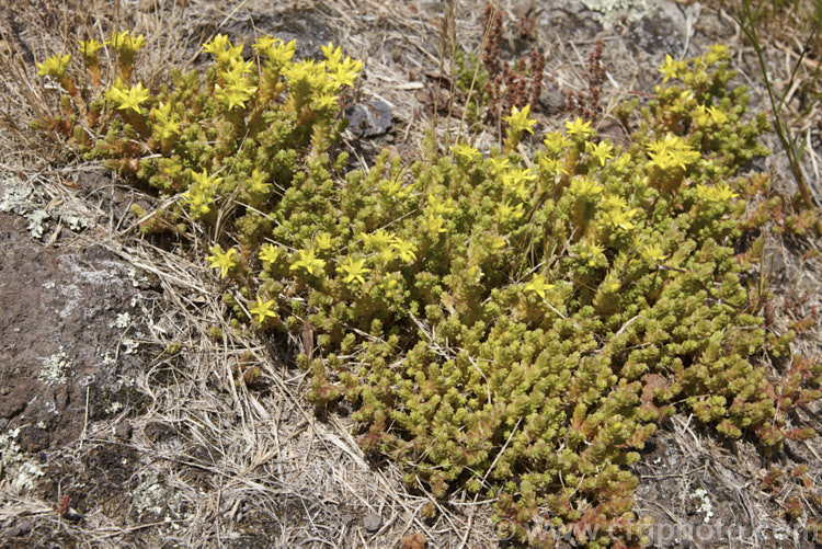 Stone. Crop, . Stonecrop or Wall. Pepper (<i>Sedum acre</i>), a low, spreading, mat-forming summer-flowering succulent native to Europe, North Africa and Turkey. It has naturalised in many areas. There are several variegated and coloured foliage garden cultivars. sedum-2492htm'>Sedum. <a href='crassulaceae-plant-family-photoshtml'>Crassulaceae</a>.