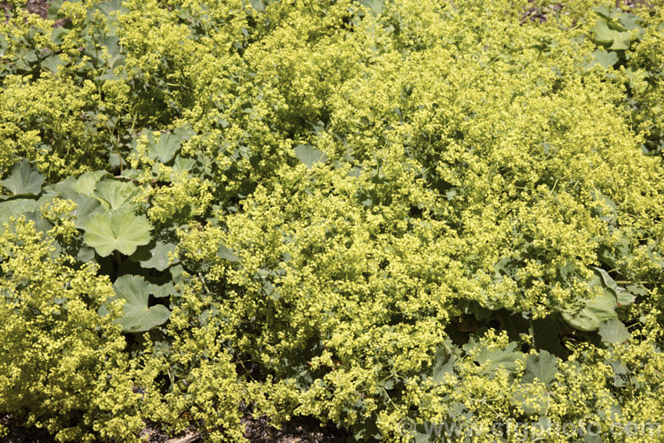 Lady's Mantle (<i>Alchemilla mollis</i>), a summer-flowering herbaceous perennial native to the eastern Carpathian mountains and the Caucasus It has a rather sprawling growth habit and looks especially attractive after rain or heavy dew, when water droplets form silver beads on the finely downy foliage. alchemilla-2275htm'>Alchemilla.