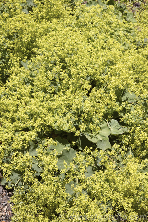 Lady's Mantle (<i>Alchemilla mollis</i>), a summer-flowering herbaceous perennial native to the eastern Carpathian mountains and the Caucasus It has a rather sprawling growth habit and looks especially attractive after rain or heavy dew, when water droplets form silver beads on the finely downy foliage. alchemilla-2275htm'>Alchemilla.