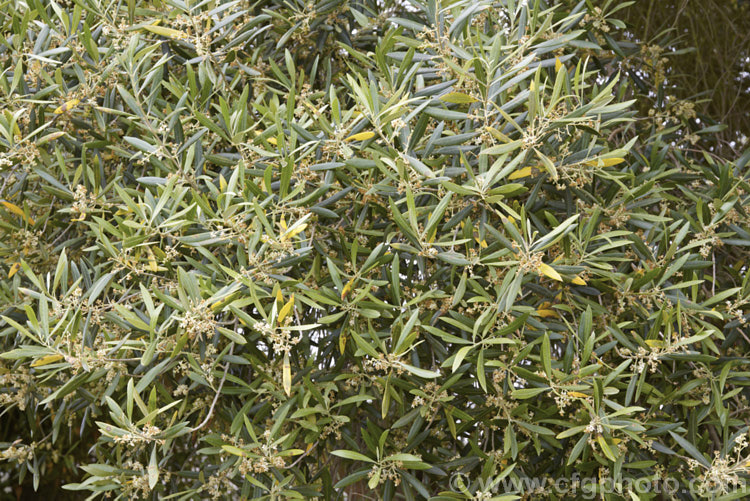 Olive (<i>Olea europaea</i>) in flower. This evergreen tree was originally native to the Mediterranean region but is now an important crop for both its fruit and oil in many temperate areas. olea-2464htm'>Olea. <a href='oleaceae-plant-family-photoshtml'>Oleaceae</a>.