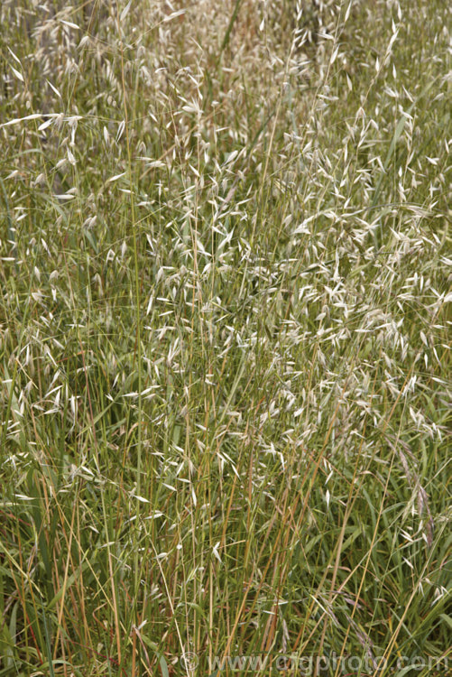 Wild Oats (<i>Avena fatua</i>), an annual of short-lived perennial Eurasian grass that has become naturalised in many areas. It can grow to 12m tall and is usually considered to be a weed. avena-2197htm'>Avena. .