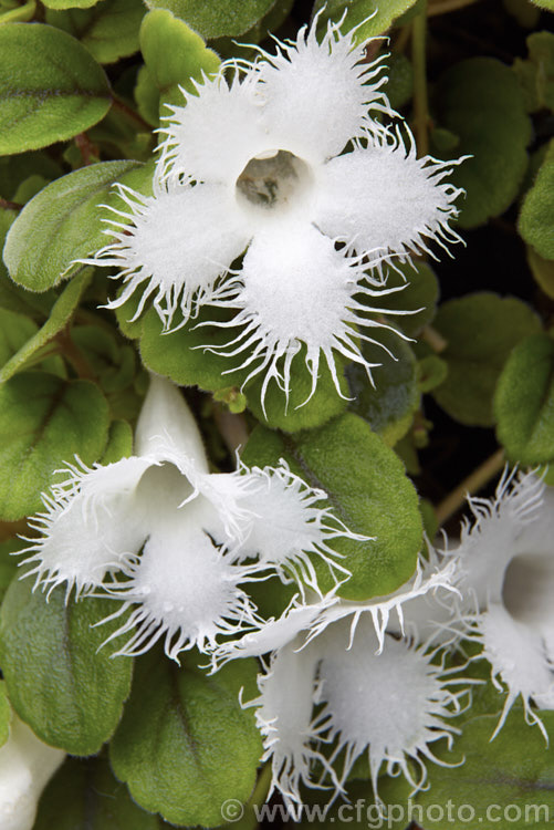 Lace Flower. Vine (<i>Alsobia dianthiflora</i>), a relative of the African violet, this graceful trailing perennial with very distinctive fringed flowers is from Costa. Rica and Mexico and is usually grown in a hanging basket. alsobia-2320htm'>Alsobia.