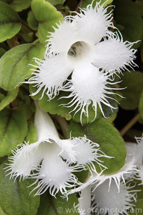 Lace Flower. Vine (<i>Alsobia dianthiflora</i>), a relative of the African violet, this graceful trailing perennial with very distinctive fringed flowers is from Costa. Rica and Mexico and is usually grown in a hanging basket. This picture was shot at a slightly different angle to the similar <a href='img16429htm' style='color:red'>CFGh799</a>, giving it somewhat greater depth of field. alsobia-2320htm'>Alsobia.