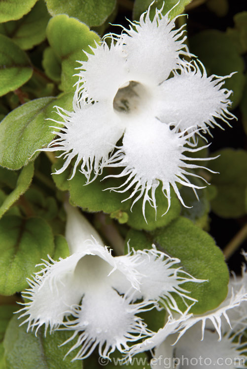 Lace Flower. Vine (<i>Alsobia dianthiflora</i>), a relative of the African violet, this graceful trailing perennial with very distinctive fringed flowers is from Costa. Rica and Mexico and is usually grown in a hanging basket. This picture was shot at a slightly different angle to the similar <a href='img16430htm' style='color:red'>CFGh798</a>, giving it somewhat shallower depth of field. alsobia-2320htm'>Alsobia.