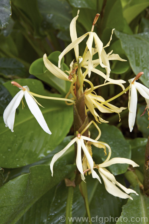 Hedychium hasseltii, a vigorous 60-100cm tall rhizomatous perennial from eastern Java. The narrow petalled flowers are mildly scented. This species requires warm conditions and in temperate areas is best suited to a well-lit, heated greenhouse. Order: Zingiberales, Family: Zingiberaceae