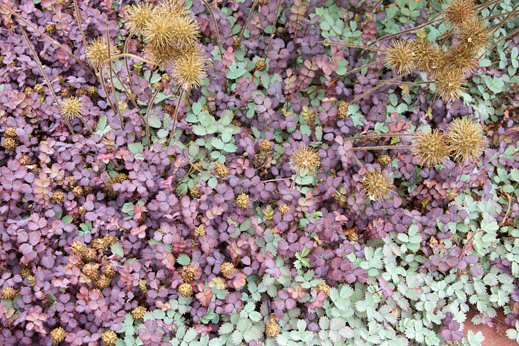 Two prostrate New Zealand burrs - <i>Acaena inermis</i> 'Purpureus' and <i>Acaena microphylla</i>. Although different species, they are very similar in their typical green forms and have a widespread distribution. Order: Rosales, Family: Rosaceae