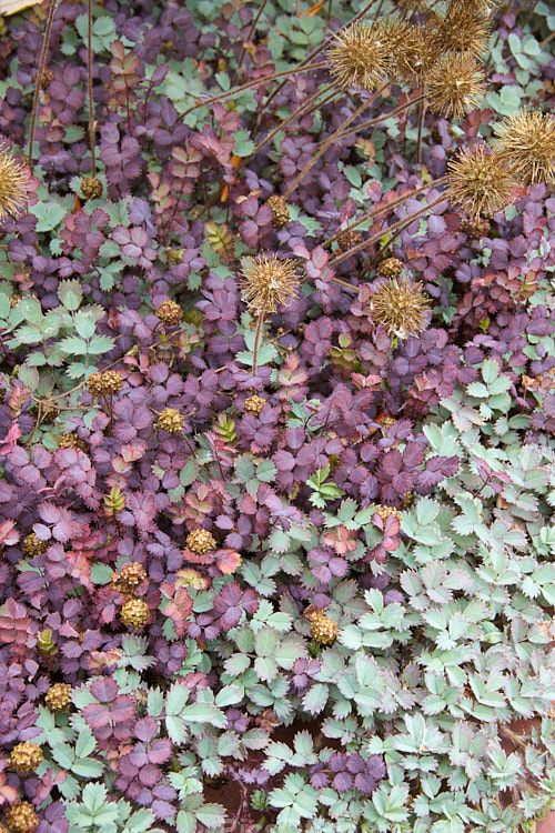 Two prostrate New Zealand burrs - <i>Acaena inermis</i> 'Purpureus' and <i>Acaena microphylla</i>. Although different species, they are very similar in their typical green forms and have a widespread distribution. Order: Rosales, Family: Rosaceae