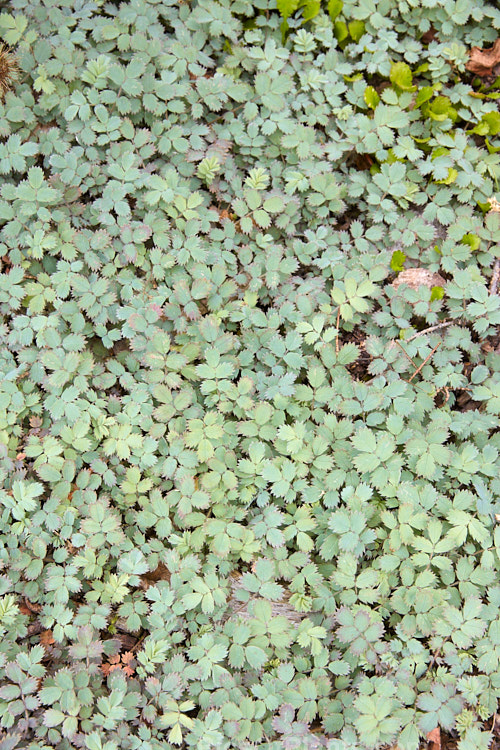 <i>Acaena microphylla</i>, a spreading groundcover member of the rose family that is found through the South Island of New Zealand from lowland to subalpine areas. Its foliage ranges from pale blue-green to strongly purple-bronze-tinted. It is very similar to <i>Acaena inermis</i>, with near-identical foliage, but its seedheads are on much taller stems and are spiny. Order: Rosales, Family: Rosaceae