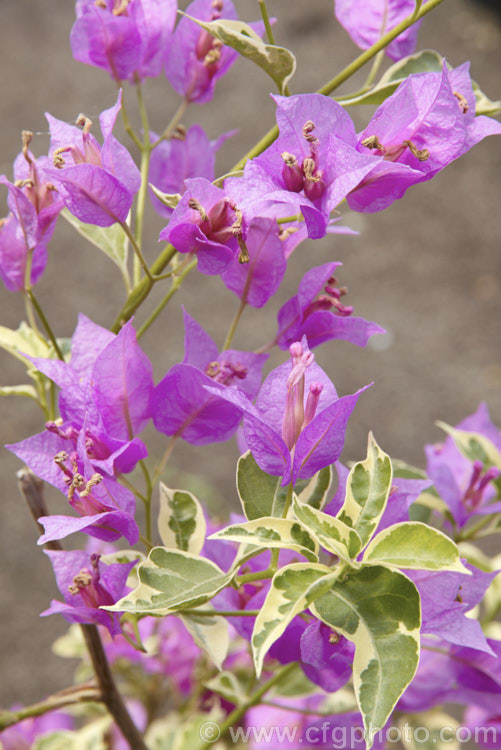 Bougainvillea glabra 'Harrisii' (syn. Bougainvillea harrisii</i>), a variegated foliage cultivar of a Brazilian species that is one of the toughest and easiest bougainvilleas to cultivate. It is a spiny-stemmed shrub or scrambling climber. bougainvillea-2413htm'>Bougainvillea. <a href='nyctaginaceae-plant-family-photoshtml'>Nyctaginaceae</a>.