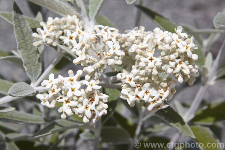 Buddleja 'Morning Mist' (syn 'Silver Anniversary'), a compact, shrubby butterfly bush with felted silver-grey foliage and somewhat downy creamy-white flowerheads. Raised by Peter Moore of the United States, its flowers are mildly scented and it grows to around 15m tall buddleja-2053htm'>Buddleja. <a href='scrophulariaceae-plant-family-photoshtml'>Scrophulariaceae</a>.