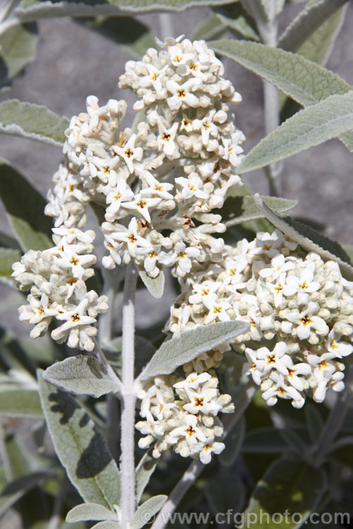 Buddleja 'Morning Mist' (syn 'Silver Anniversary'), a compact, shrubby butterfly bush with felted silver-grey foliage and somewhat downy creamy-white flowerheads. Raised by Peter Moore of the United States, its flowers are mildly scented and it grows to around 15m tall buddleja-2053htm'>Buddleja. <a href='scrophulariaceae-plant-family-photoshtml'>Scrophulariaceae</a>.