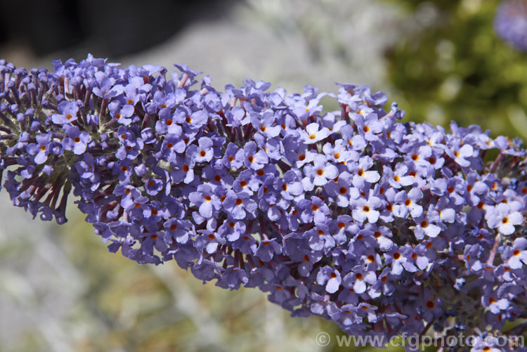 Buddleja 'Lochinch', a probable. Buddleja fallowiana x Buddleja davidii hybrid raised at Lochinch, Scotland in 1959. This butterfly bush has long, narrow flower spikes and is a tough and adaptable plant that blooms heavily. buddleja-2053htm'>Buddleja. <a href='scrophulariaceae-plant-family-photoshtml'>Scrophulariaceae</a>.