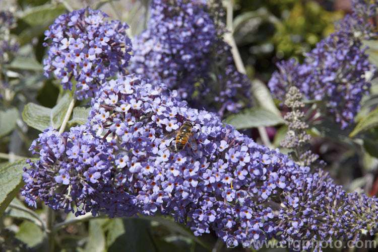 Buddleja 'Lochinch', a probable. Buddleja fallowiana x Buddleja davidii hybrid raised at Lochinch, Scotland in 1959. This butterfly bush has long, narrow flower spikes and is a tough and adaptable plant that blooms heavily. buddleja-2053htm'>Buddleja. <a href='scrophulariaceae-plant-family-photoshtml'>Scrophulariaceae</a>.