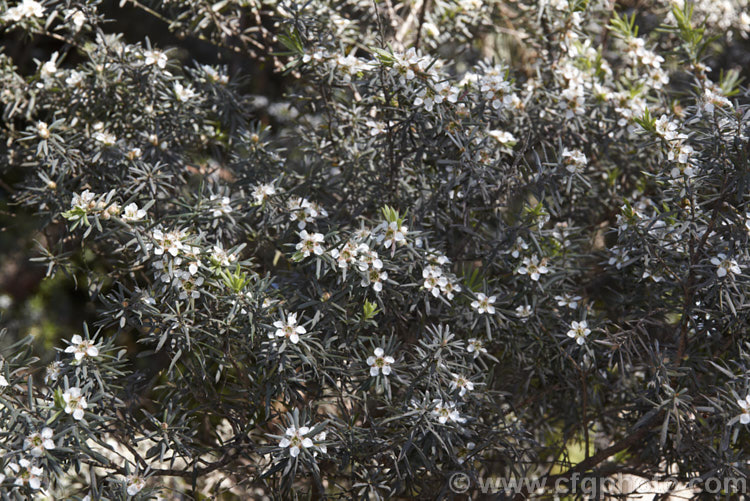 Leptospermum lanigerum, a 2-3m high and wide, spring-summer-flowering evergreen shrub or small tree native to southeastern Australia. This is the somewhat downy, grey-green-leaved form formerly classified as Leptospermum pubescens