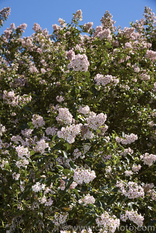 Escallonia x exoniensis, a 4-6m high and wide, summer-flowering, evergreen shrub that is a hybrid between Escallonia rosea and Escallonia rubra. Its flowers range from near white to deep pink and several garden cultivars are available. escallonia-2244htm'>Escallonia. <a href='escalloniaceae-plant-family-photoshtml'>Escalloniaceae</a>.