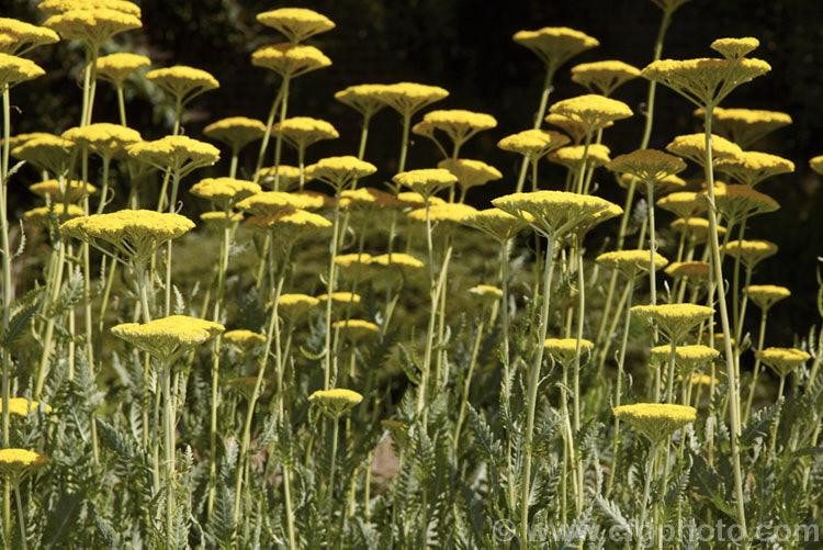 Achillea 'Coronation Gold' (<i>Achillea clypeolata</i> x <i>Achillea filipendulina</i>), a hybrid perennial yarrow with luxuriant grey-green foliage and 1m tall flowering stems in summer and early autumn. The flowerheads are similar to those of <i>Achillea filipendulina</i> but are not as densely packed. Order: Asterales, Family: Asteraceae