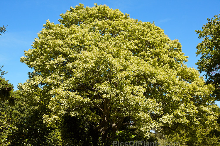 <i>Acer pseudoplatanus</i> 'Leopoldii', raised in 1864 in Belgium, this variegated cultivar of sycamore with cream and yellow foliage that is strongly pink tinted when young. The parent species is a 30-40m tall deciduous tree with a wide natural distribution in the Eurasian region. Order Sapindales, Family: Sapindaceae