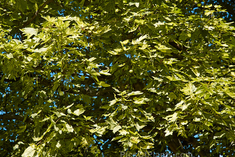 <i>Acer pseudoplatanus</i> 'Leopoldii', raised in 1864 in Belgium, this variegated cultivar of sycamore with cream and yellow foliage that is strongly pink tinted when young. The parent species is a 30-40m tall deciduous tree with a wide natural distribution in the Eurasian region. Order Sapindales, Family: Sapindaceae