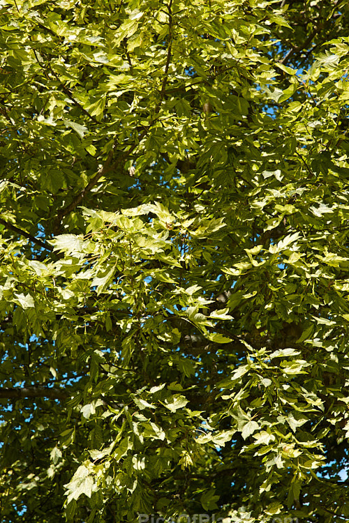 <i>Acer pseudoplatanus</i> 'Leopoldii', raised in 1864 in Belgium, this variegated cultivar of sycamore with cream and yellow foliage that is strongly pink tinted when young. The parent species is a 30-40m tall deciduous tree with a wide natural distribution in the Eurasian region. Order Sapindales, Family: Sapindaceae