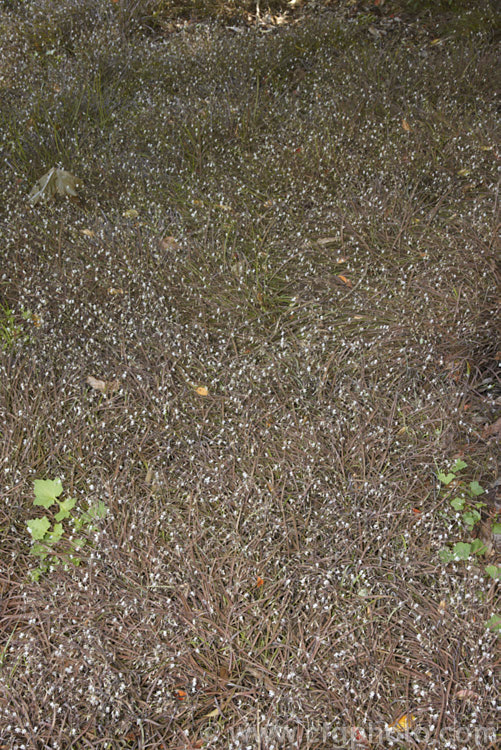 Forest. Floor. Lily (<i>Arthropodium candidum</i>), a low, grassy, summer-flowering, New Zealand perennial with bronze foliage and sprays of tiny white flowers. arthropodium-2365htm'>Arthropodium.