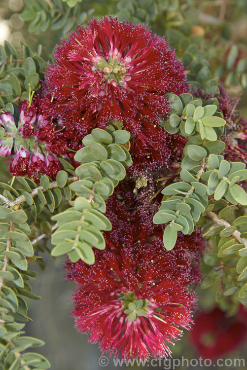 Melaleuca elliptica, an evergreen, summer-flowering shrub native to Western Australia. It grows to around 3m tall and its bottlebrush-like flowerheads are a deep pink to cherry red. melaleuca-2126htm'>Melaleuca. .