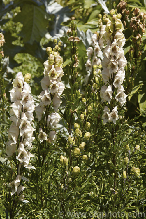 <i>Aconitum</i> 'Pink Sensation' (<i>Aconitum cammarum</i> x <i>Aconitum carmichaelii</i>), a pale pink-flowered hybrid monkshood raised by Piet Oudolf of the Netherlands. It begins to bloom shortly after midsummer and continues into autumn. The flowers stems can be up to 12m tall but are often considerably shorter. Order: Ranunculales, Family: Ranunculaceae