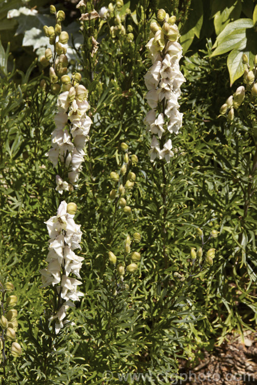 <i>Aconitum</i> 'Pink Sensation' (<i>Aconitum cammarum</i> x <i>Aconitum carmichaelii</i>), a pale pink-flowered hybrid monkshood raised by Piet Oudolf of the Netherlands. It begins to bloom shortly after midsummer and continues into autumn. The flowers stems can be up to 12m tall but are often considerably shorter. Order: Ranunculales, Family: Ranunculaceae