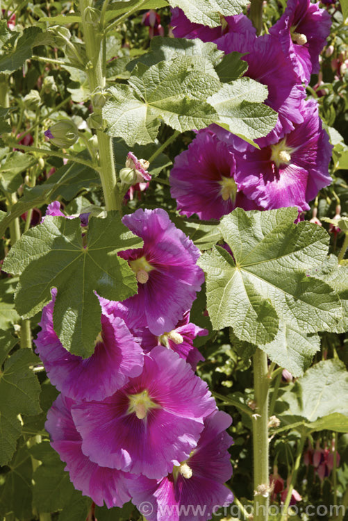 One of the many cultivated forms of Hollyhock (<i>Alcea rosea [syn. Althaea rosea]), a western Asian, summer-flowering biennial or perennial that has strongly erect stems up to 3m tall alcea-2169htm'>Alcea.