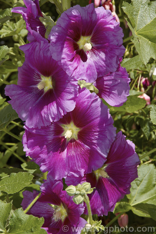 One of the many cultivated forms of Hollyhock (<i>Alcea rosea [syn. Althaea rosea]), a western Asian, summer-flowering biennial or perennial that has strongly erect stems up to 3m tall alcea-2169htm'>Alcea.