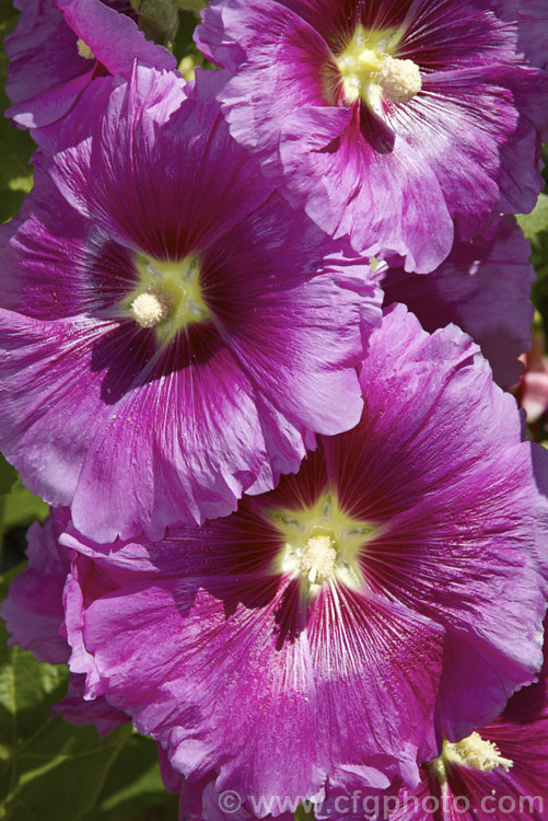 One of the many cultivated forms of Hollyhock (<i>Alcea rosea [syn. Althaea rosea]), a western Asian, summer-flowering biennial or perennial that has strongly erect stems up to 3m tall alcea-2169htm'>Alcea.