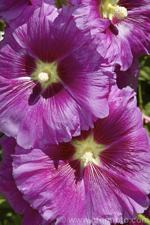 One of the many cultivated forms of Hollyhock (<i>Alcea rosea [syn. Althaea rosea]), a western Asian, summer-flowering biennial or perennial that has strongly erect stems up to 3m tall alcea-2169htm'>Alcea.