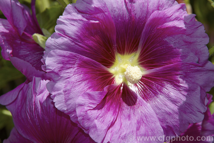 One of the many cultivated forms of Hollyhock (<i>Alcea rosea [syn. Althaea rosea]), a western Asian, summer-flowering biennial or perennial that has strongly erect stems up to 3m tall alcea-2169htm'>Alcea.