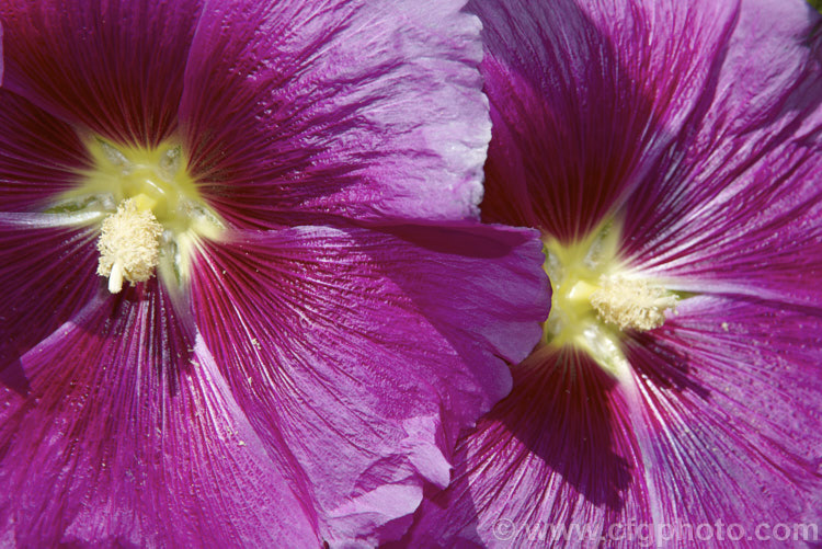 One of the many cultivated forms of Hollyhock (<i>Alcea rosea [syn. Althaea rosea]), a western Asian, summer-flowering biennial or perennial that has strongly erect stems up to 3m tall alcea-2169htm'>Alcea.