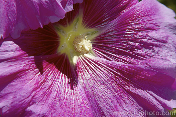 One of the many cultivated forms of Hollyhock (<i>Alcea rosea [syn. Althaea rosea]), a western Asian, summer-flowering biennial or perennial that has strongly erect stems up to 3m tall alcea-2169htm'>Alcea.