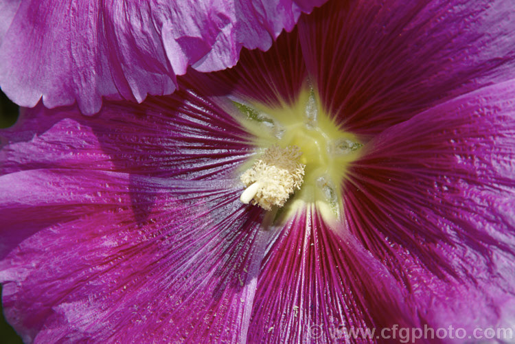 One of the many cultivated forms of Hollyhock (<i>Alcea rosea [syn. Althaea rosea]), a western Asian, summer-flowering biennial or perennial that has strongly erect stems up to 3m tall alcea-2169htm'>Alcea.