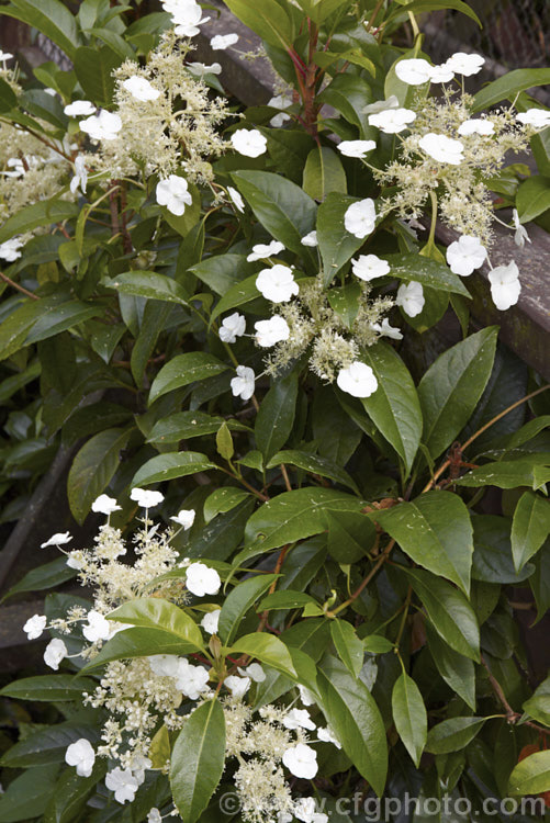 Hydrangea serratifolia, an evergreen, summer-flowering climber native to Chile and Argentina. Its white flowerheads are largely composed of tiny fertile flowers but include a smattering of sterile bracts. It is very vigorous and is easily capable of growing to 10m high and wide. hydrangea-2128htm'>Hydrangea. <a href='hydrangeaceae-plant-family-photoshtml'>Hydrangeaceae</a>.