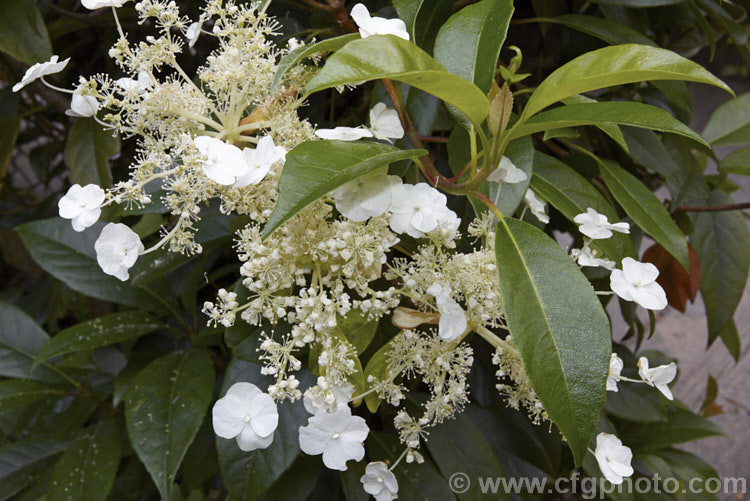 Hydrangea serratifolia, an evergreen, summer-flowering climber native to Chile and Argentina. Its white flowerheads are largely composed of tiny fertile flowers but include a smattering of sterile bracts. It is very vigorous and is easily capable of growing to 10m high and wide. hydrangea-2128htm'>Hydrangea. <a href='hydrangeaceae-plant-family-photoshtml'>Hydrangeaceae</a>.