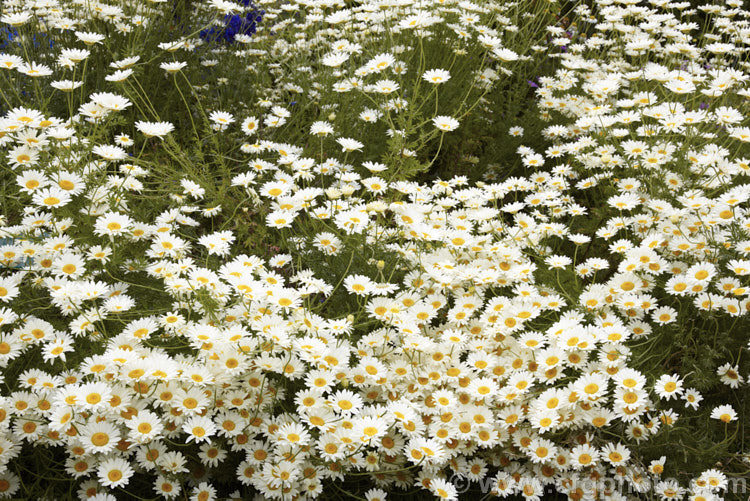 Anthemis tinctoria 'Sauce. Hollandaise', a form of Dyers'. Chamomile that can grow to 90 cm high with very finely divided foliage. It flower very abundantly, with cream to very pale yellow flowerheads around midsummer. anthemis-2193htm'>Anthemis.