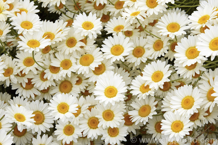 Anthemis tinctoria 'Sauce. Hollandaise', a form of Dyers'. Chamomile that can grow to 90 cm high with very finely divided foliage. It flower very abundantly, with cream to very pale yellow flowerheads around midsummer. anthemis-2193htm'>Anthemis.