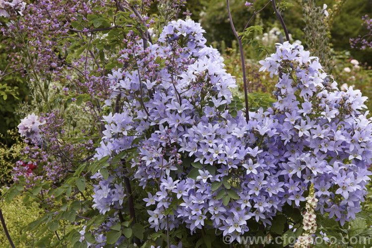 Milky Bellflower (<i>Campanula lactiflora</i>), a 15m tall, summer-flowering perennial native to the Caucasus It forms a clump of erect stems that often bends over under the weight of bloom that they carry. Order: Asterales, Family: Campanulaceae