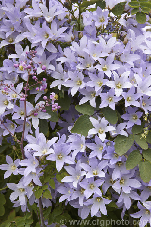 Milky Bellflower (<i>Campanula lactiflora</i>), a 15m tall, summer-flowering perennial native to the Caucasus It forms a clump of erect stems that often bends over under the weight of bloom that they carry. Order: Asterales, Family: Campanulaceae